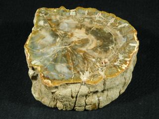 Perfect Bark A Larger Polished Petrified Wood Roller Fossil Madagascar 588gr