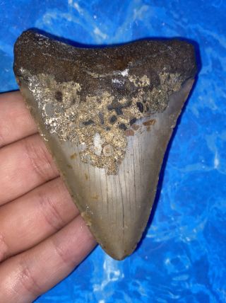 Megalodon Shark Tooth 3.  39” Huge Teeth Big Fossil Meg Scuba Diver Direct 1299