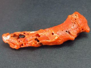 Untreated Raw Red Coral Cluster From Italy - 1.  8 " - 3.  2 Grams
