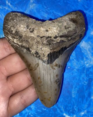 Megalodon Shark Tooth 3.  89” Huge Teeth Big Fossil Meg Scuba Diver Direct 1293