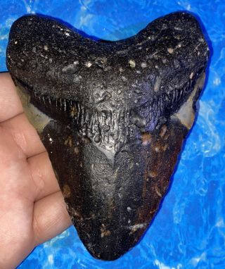 Megalodon Shark Tooth 4.  81” Huge Teeth Big Fossil Meg Scuba Diver Direct 1292