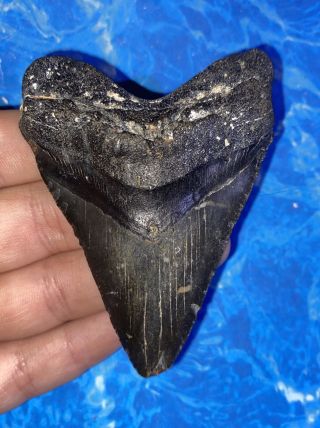 Megalodon Shark Tooth 3.  20” Huge Teeth Big Fossil Meg Scuba Diver Direct 1291