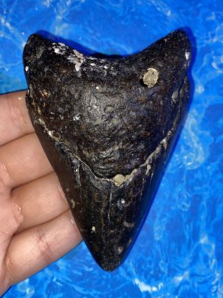 Megalodon Shark Tooth 4.  12” Huge Teeth Big Fossil Meg Scuba Diver Direct 1284