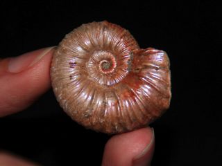 Ammonite Acanthohoplites Nolani Fossil