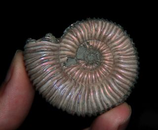 Ammonite Peltoceras Arduennense Fossil Oxfordian Russia