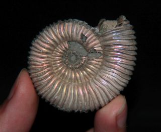Ammonite Peltoceras arduennense Fossil Oxfordian Russia 2