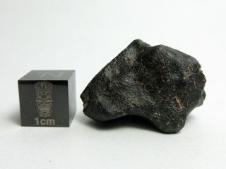 NWA x Meteorite 12.  62g Fresh,  Beautifully Sculpted Space Rock 3