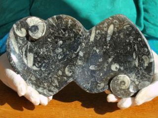 Hand Carved Bowl Or Ashtray Orthoceras And Ammonite Fossils 400 Million Years