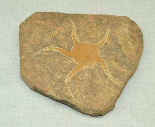 Brittle Star Fish Fossil Ordovician 450 Mil Years Starfish Corinata Geocoma
