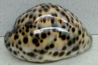 Sea Shell Cypraea Tigris 105.  7 Mm.  Length.