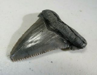 Fossil Megalodon Angustidens Shark Tooth,  1 3/4 Inches Not Restored Bag 1