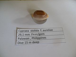 Cypraea Stolida F.  Aureliae 29,  1 Mm F,  /gem Special Color
