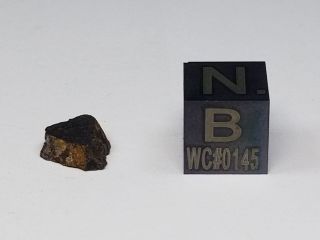 NWA 2999 Stone Achondrite,  Angrite Found 2004 Morocco 0.  44 grams 3