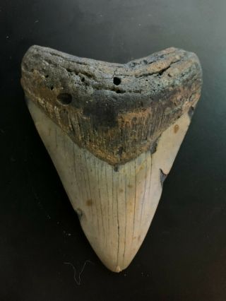 Megalodon Shark Tooth 3.  748 Inch (no Restoration) Great Xmas Gifts Fast Ship