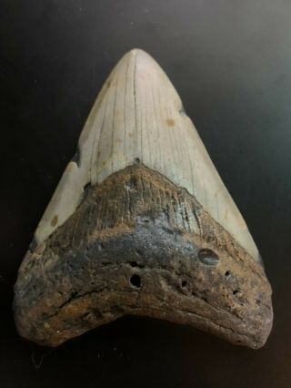 Megalodon Shark Tooth 3.  748 inch (NO RESTORATION) Great XMAS GIFTS Fast Ship 2