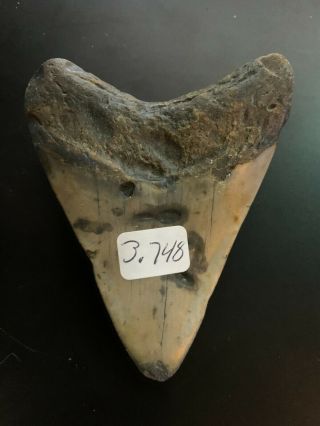 Megalodon Shark Tooth 3.  748 inch (NO RESTORATION) Great XMAS GIFTS Fast Ship 3