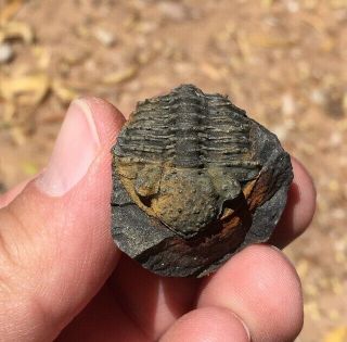 Great Fossil Trilobite Malvinella Buddeae Bolivia Devonian 11