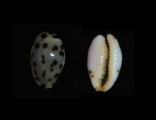 Cypraea Punctata Berinii - Top Seashells -