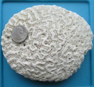Dried Coral Fossil Shell Rock Beach Ocean Sea Reef Fish Tank Aquarium Decor Oc7