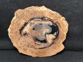 Rw Polished “petrified Wood Round” From Blue Forest In Wyoming