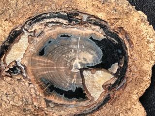 RW POLISHED “PETRIFIED WOOD ROUND” from BLUE FOREST in WYOMING 2