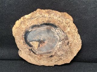 RW POLISHED “PETRIFIED WOOD ROUND” from BLUE FOREST in WYOMING 3