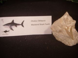 Otodus Obliquus Sharks Tooth In Matrix With Label Morocco,  North Africa Fossil