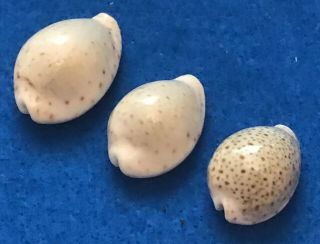 3 Cypraea Turdus (Dwarfs),  (26.  7 - 32.  3mm),  SET Arabian Gulf 2