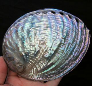6.  75 " Large Gemmy Rainbow Polished Paua Abalone Shell Ab174