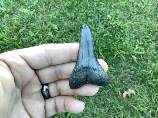 Large Colorful 2.  63 " Mako Shark Tooth Fossil