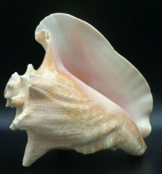 Vintage Horned Queen Pink Conch Shell Drilled Blowing Horn Florida Great Sound