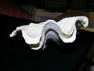 Vintage Tridacna Gigas Natural Giant Clam Seashell 8¼ 