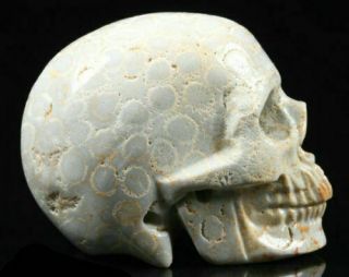(cb1755) Tibet: Gemstone Coral Fossil.  Hand Carved Skull.  Cristal Healing
