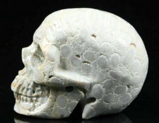 (cB1755) Tibet: Gemstone Coral Fossil.  Hand Carved Skull.  Cristal Healing 2