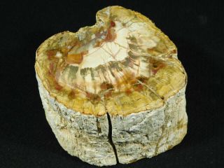 Perfect Bark A Larger Polished Petrified Wood Roller Fossil Madagascar 700gr
