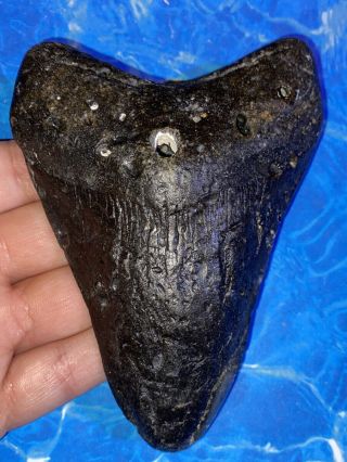 Huge 4.  84” Megalodon Shark Tooth Teeth Big Fossil Meg Scuba Diver Direct 1275