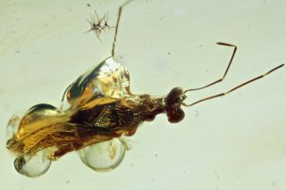 Burmese Amber,  Fossil Insect Inclusion,  Hemiptera,  Coreoidea - True Bug