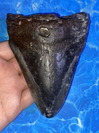 Huge 5.  19” Megalodon Shark Tooth Teeth Big Fossil Meg Scuba Diver Direct 1240