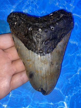 Huge 4.  84” Megalodon Shark Tooth Teeth Big Fossil Meg Scuba Diver Direct 1235