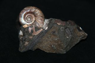 Ammonite Tetragonites Fossil Wood Russia