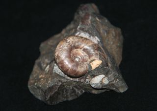 Ammonite Tetragonites Fossil Wood Russia 2