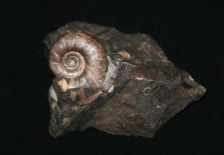 Ammonite Tetragonites Fossil Wood Russia 3