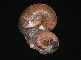 Ammonite Phyllopachyceras Nodosohoplites Fossil Russia