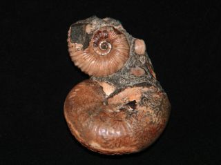 Ammonite Phyllopachyceras Nodosohoplites Fossil Russia 2