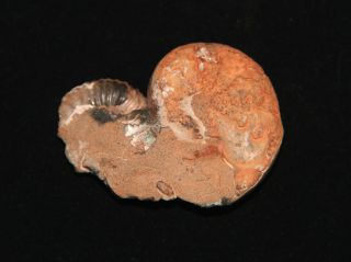 Ammonite Phyllopachyceras Nodosohoplites Fossil Russia 3