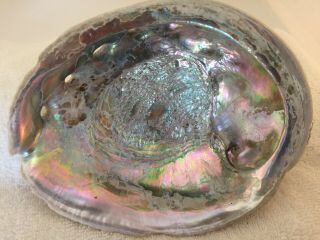 Large Abalone Mother Of Pearl Sea Shell For Decorations Jewelry Or Smudging