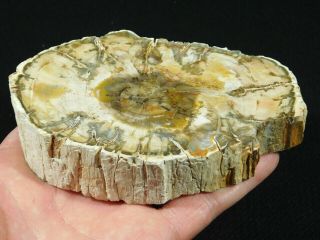 Perfect Bark A Larger Polished Petrified Wood Roller Fossil Madagascar 417gr