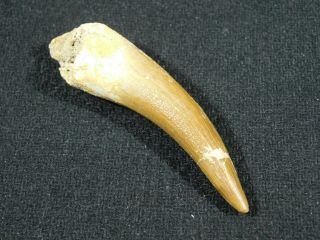 A Big 100 Natural S.  Maroccanus Spinosaurus Tooth Fossil From Morocco 14.  3gr