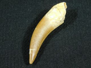 A Big 100 Natural S.  Maroccanus SPINOSAURUS TOOTH Fossil From Morocco 14.  3gr 2