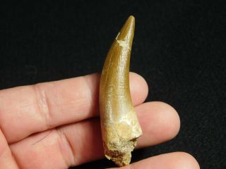 A Big 100 Natural S.  Maroccanus SPINOSAURUS TOOTH Fossil From Morocco 14.  3gr 3